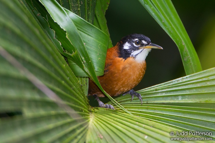Bay Wren, Selva Verde, Heredia, Costa Rica